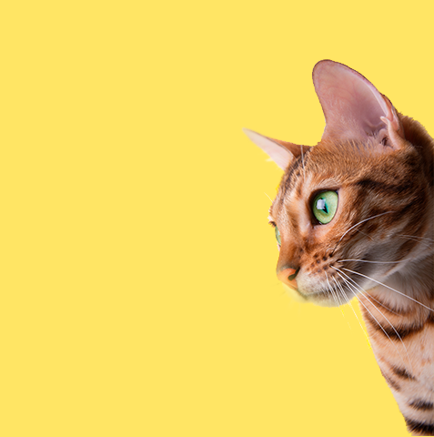 Gato