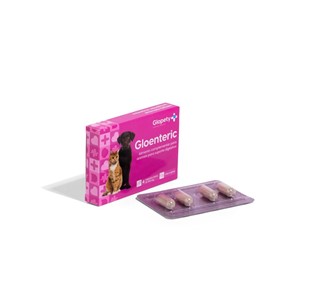 Gloenteric 503Mg Cães e gatos 4 cápsulas